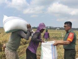 Wujudkan Ketahanan Pangan, Babinsa Dampingi Petani Panen Padi