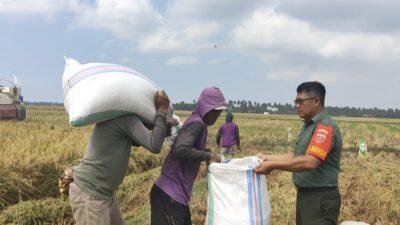 Wujudkan Ketahanan Pangan, Babinsa Dampingi Petani Panen Padi