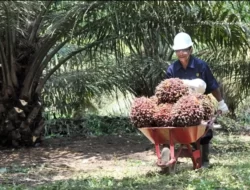 Kolaborasi Kembangkan UKMK Berbasis Kelapa Sawit