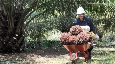 Kolaborasi Kembangkan UKMK Berbasis Kelapa Sawit