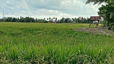 Saluran Induk Dangkal, 150 Hektare Sawah di Polman Terancam tidak Digarap