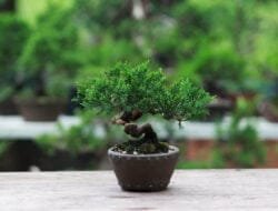 Bonsai: Seni Miniatur Pohon yang Mendalam dan Keindahannya