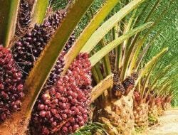 Sulbar Kembali Dapat DBH Sawit Rp 36,9 Miliar