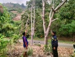 Pohon Mangga dan Kemiri Ditebang Pegawai PLN, Pemilik Lapor ke Polsek Kalukku