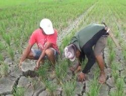 BMKG Prediksi Musim Hujan Desember, El Nino Berpotensi Hingga Akhir Tahun