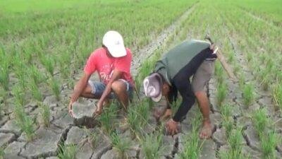 BMKG Prediksi Musim Hujan Desember, El Nino Berpotensi Hingga Akhir Tahun