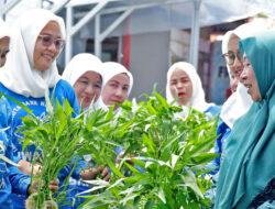 BRI Peduli Bertani di Kota (BRInita) di Banjarmasin, Pemberdayaan Positif dan Menghasilkan dari Menanam di Lahan Sempit