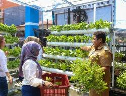 Intip Kisah BRInita di Jayapura, Urban Farming Jadi Gaya Baru Bertani di Lahan Sempit