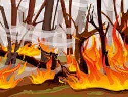 Bukit Pullayonga Majene Terbakar