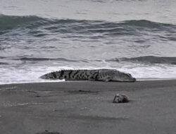 Warga Diminta Waspada, Buaya Muncul di Pantai Silopo Polman