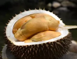 Benarkah Buah Durian Mengandung Kolesterol Tinggi?