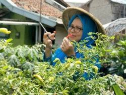 Program BRInita Sukses Jadikan Kelurahan Padjajaran Bandung Jadi Percontohan Urban Farming