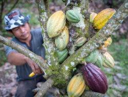 Disbun Sulbar Gandeng Swasta Kembangkan Produksi Kakao