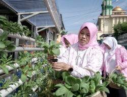 Program BRInita Sulap Lahan Sempit Jadi Urban Farming yang Produktif