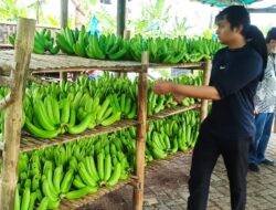 Cerita Klaster Pisang Cavendish di Pasuruan, dari Lahan Non Produktif Kini Jadi Lahan Usaha yang Terus Berkembang