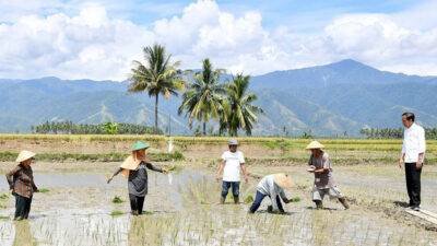 Presiden Jokowi Tinjau Panen Raya di Kabupaten Sigi