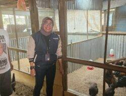 Program Pemberdayaan BRI Bikin Peternakan Ayam di Surabaya Ini Berkembang dan Bisa Bantu Banyak Orang