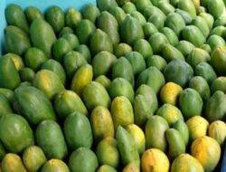 Kisah Petani Pepaya Raup Omzet Rp36 Juta Per Bulan Berkat Pinjaman Ultra Mikro BRI