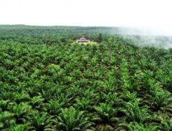 Pemerintah Lanjutkan Rencana Aksi Perkebunan Kelapa Sawit Berkelanjutan