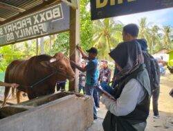 Distanpan Lakukan Pemeriksaan, Gemoy dan Tebo Calon Sapi Kurban Presiden