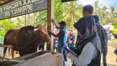 Distanpan Lakukan Pemeriksaan, Gemoy dan Tebo Calon Sapi Kurban Presiden