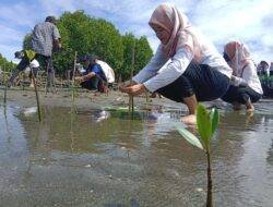 Hari Lingkungan Hidup Sedunia, Kantah Polman Tanam 150 Pohon Mangrove