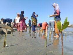 Unsulbar Gandeng Sahabat Penyu Tanam Mangrove di Pantai Mampie