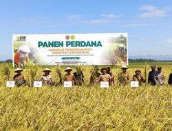 Panen Perdana Varietas Cakrabuana Penuhi Kebutuhan Bibit Padi Berkualitas