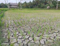 Musim Kemarau, Puluhan Hektare Padi Terancam Gagal Panen