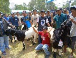 77 Kepala Keluarga dapat Bantuan Ternak Kambing untuk Pengentasan Kemiskinan Ekstrim