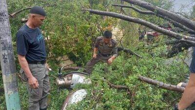 Pohon Tumbang Timpa Motor, Warga Diingatkan Waspada Cuaca Ekstrem