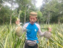 Kisah Sukses Sahuda Budidayakan Nanas, Omzet Puluhan Juta Sekali Panen