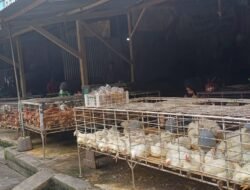 RPH-RPU di Polman Belum Ada Kantongi Sertifikat Halal, Kemenang Imbau RPH-RPU Gunakan “Juleha”