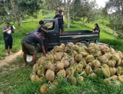 Durian Montong Bulo Tembus Pasar Internasional