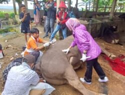 Hasil Pemeriksaan Laboratorium, Sapi Kurban Presiden Disembeli Lebih Awal Ternyata Kena Anemia