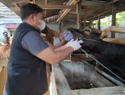 Distanpan Polman Pastikan Kesehatan Hewan Kurban Jelang Idul Adha