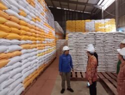 Bulog Polman  Miliki Stok Beras 19 Ribu Ton Tapi di Pasaran Malah Kurang